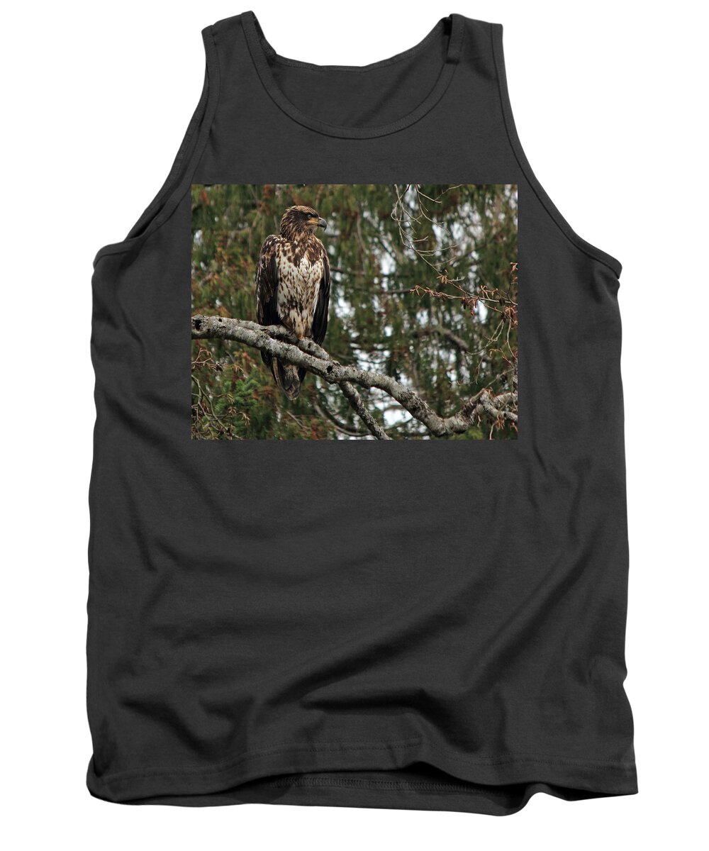 Bald Eagle Tank Top featuring the photograph Strike The Pose by Randy Hall