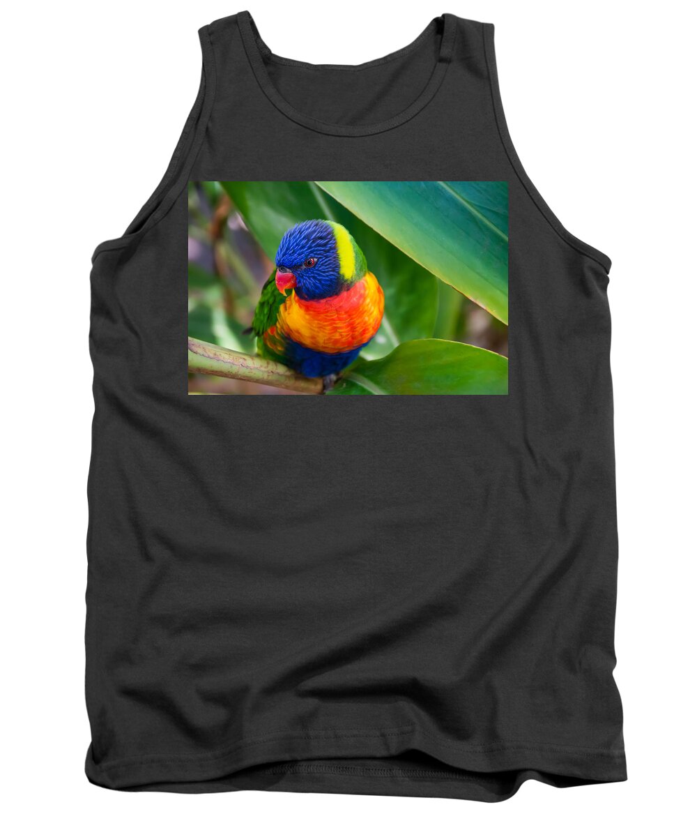 Adorable Tank Top featuring the photograph Striking Rainbow Lorakeet by Penny Lisowski