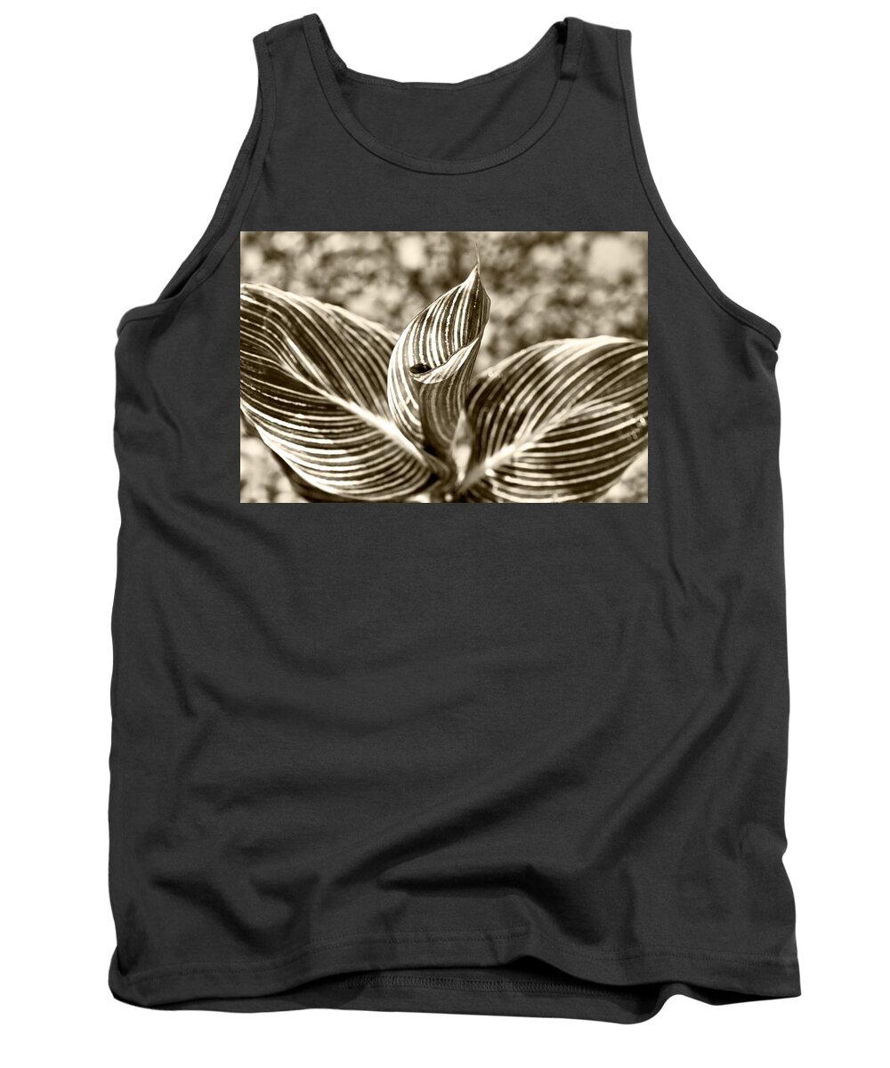 Botanical Tank Top featuring the photograph Swirls and Stripes by Melinda Ledsome