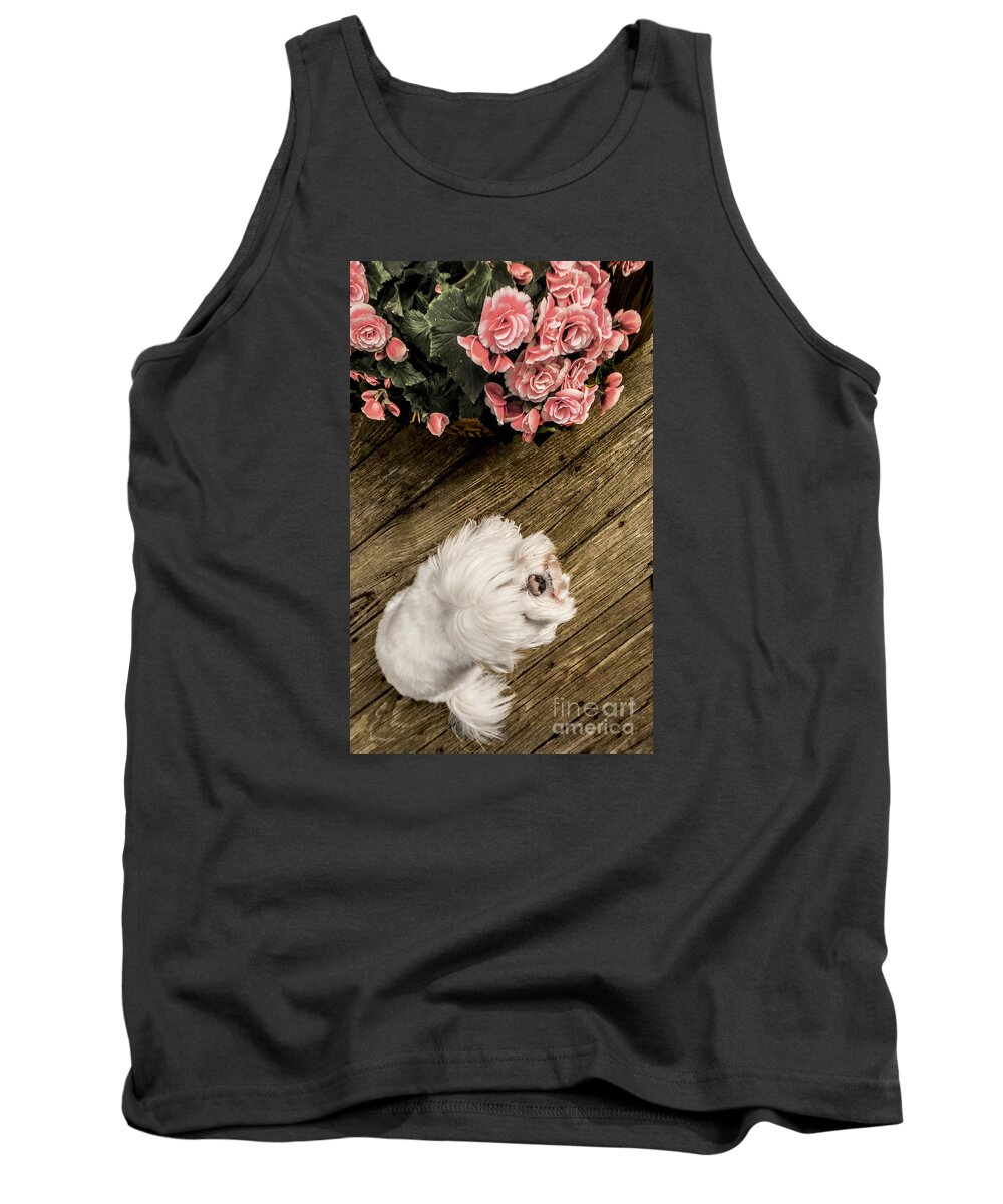 Dog Tank Top featuring the photograph Havanese Puppy by Charlie Cliques