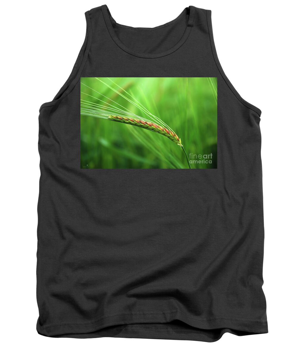 Corn Tank Top featuring the photograph The Corn by Hannes Cmarits