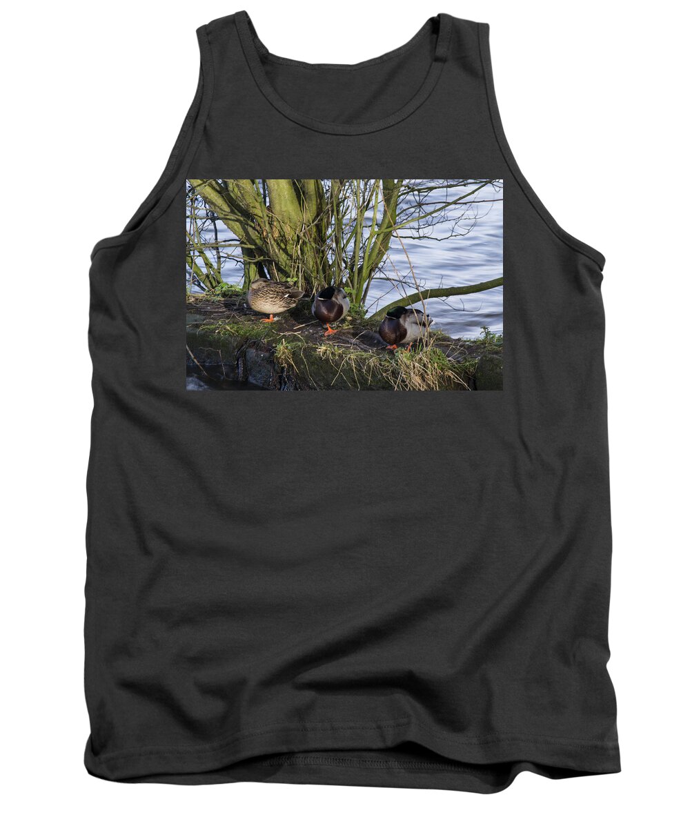  Duck Tank Top featuring the photograph Three In A Row by Spikey Mouse Photography