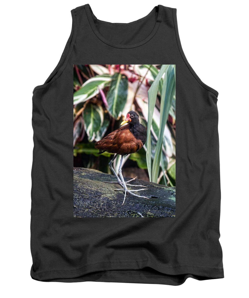 Granger Photography Tank Top featuring the photograph Wattled Jacana by Brad Granger