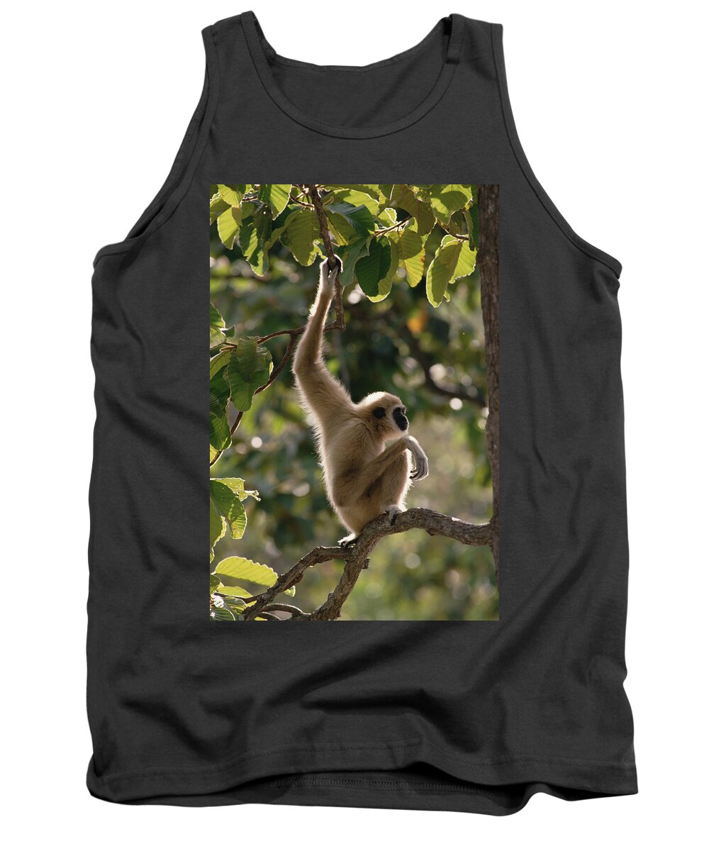 Feb0514 Tank Top featuring the photograph White-handed Gibbon In Tree Thailand by Gerry Ellis