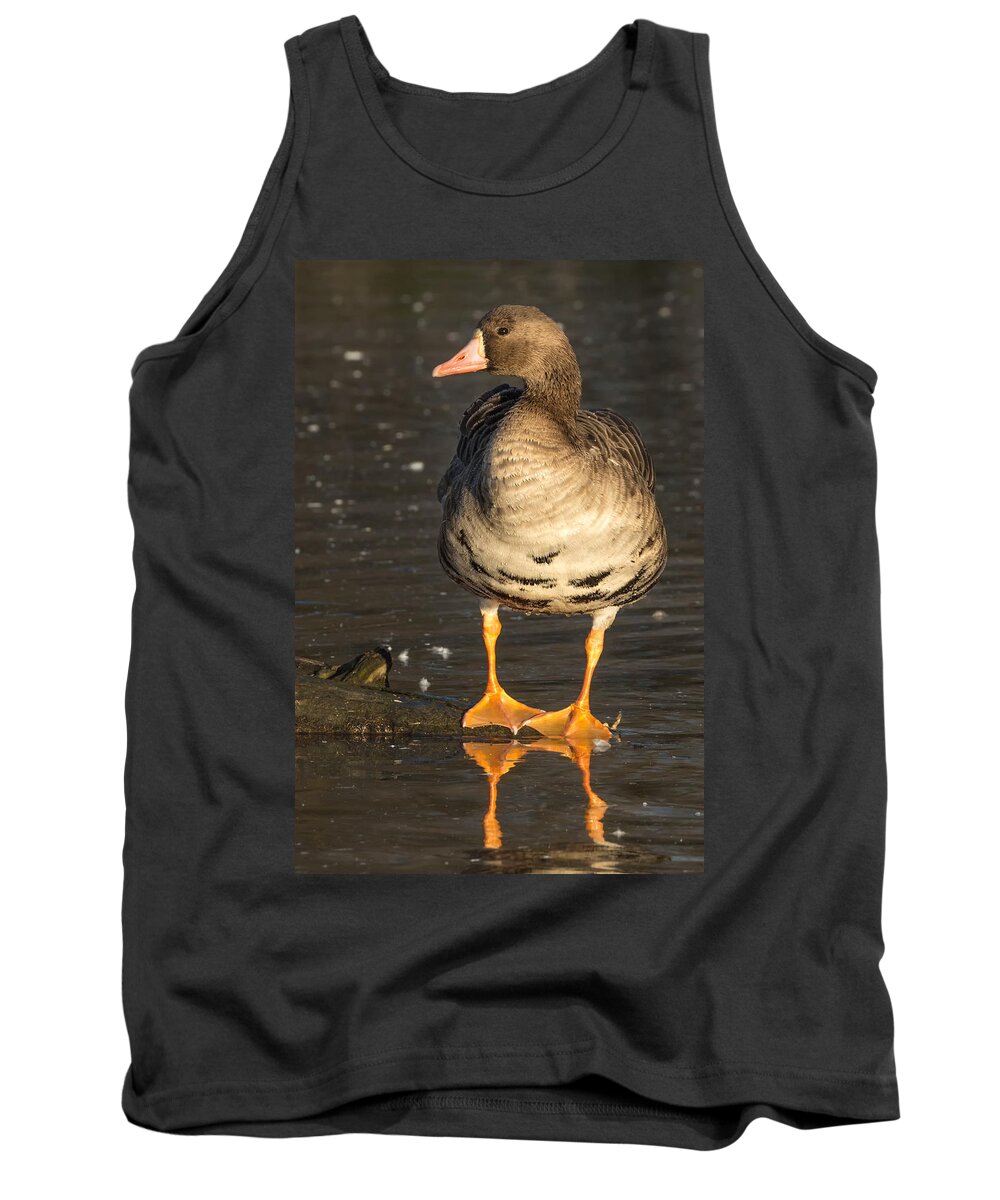 Greater White-fronted Goose Tank Top featuring the photograph Wild Specklebelly Goose by Kathleen Bishop