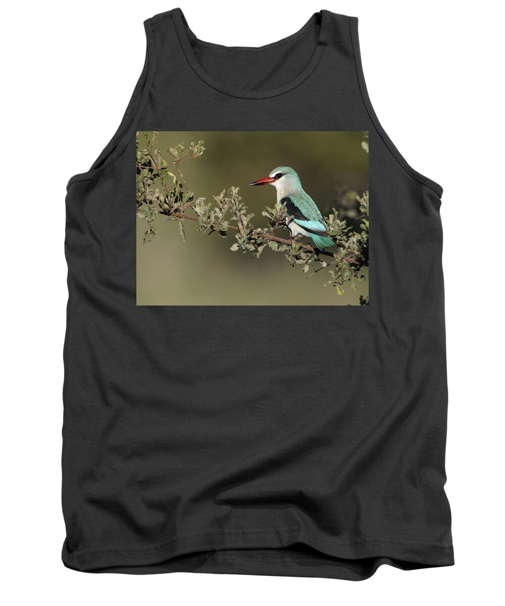Nis Tank Top featuring the photograph Woodland Kingfisher Kruger Np South by Alexander Koenders