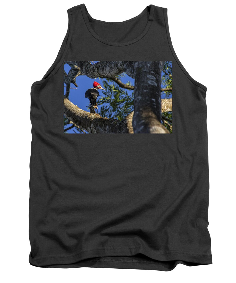 Woodpecker Tank Top featuring the photograph Woody Woodpecker by David Gleeson