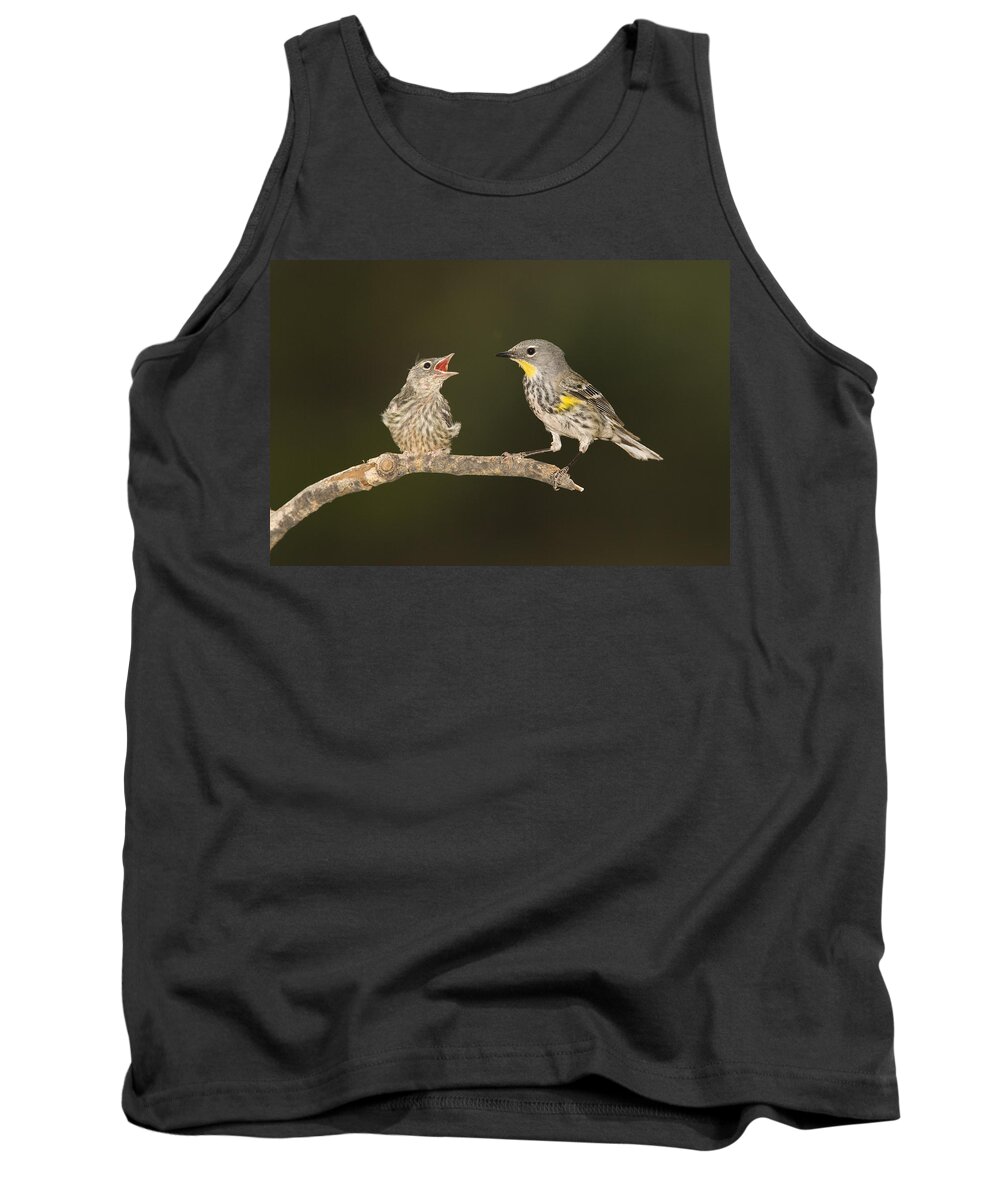 Feb0514 Tank Top featuring the photograph Yellow-rumped Warbler Chick Begging by Tom Vezo