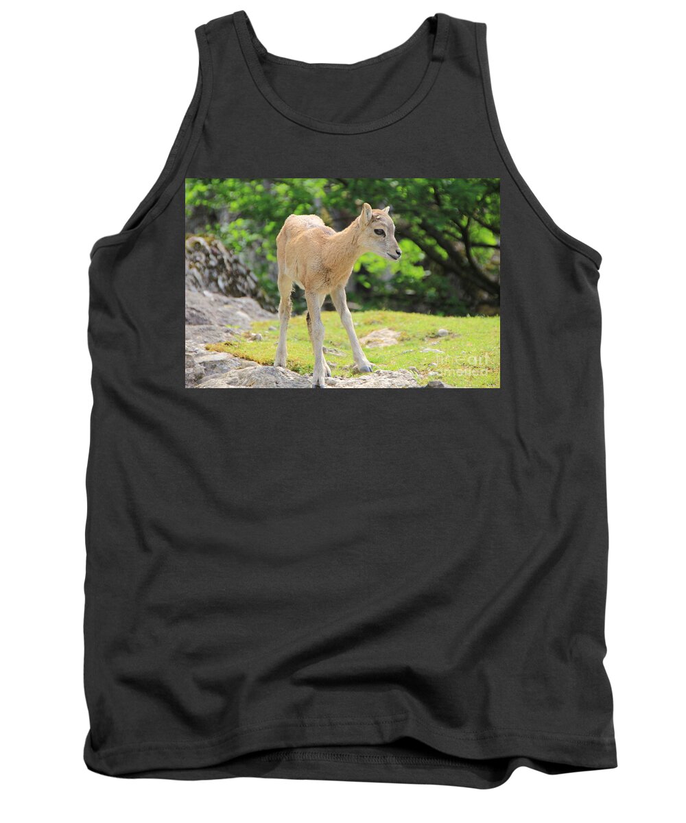 Animal Tank Top featuring the photograph Young Goat by Amanda Mohler