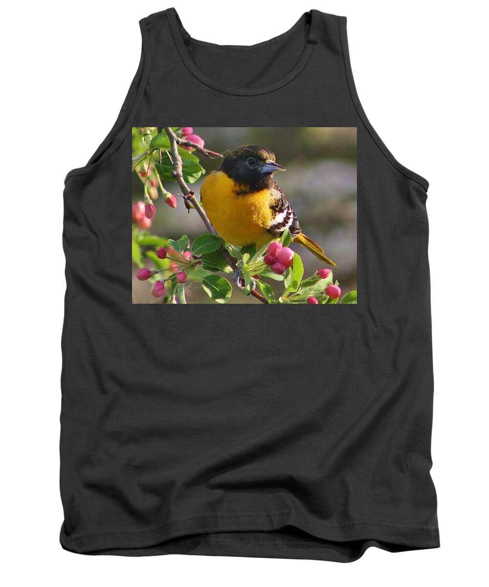 Oriole Tank Top featuring the photograph Young Male Oriole by Bruce Bley