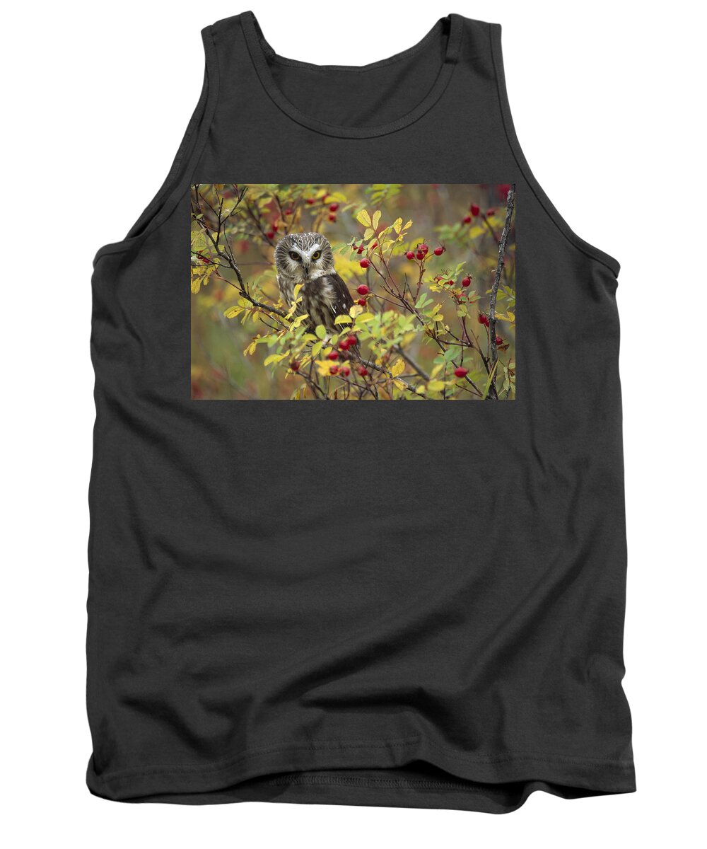 Mp Tank Top featuring the photograph Northern Saw Whet Owl Perching #1 by Tim Fitzharris