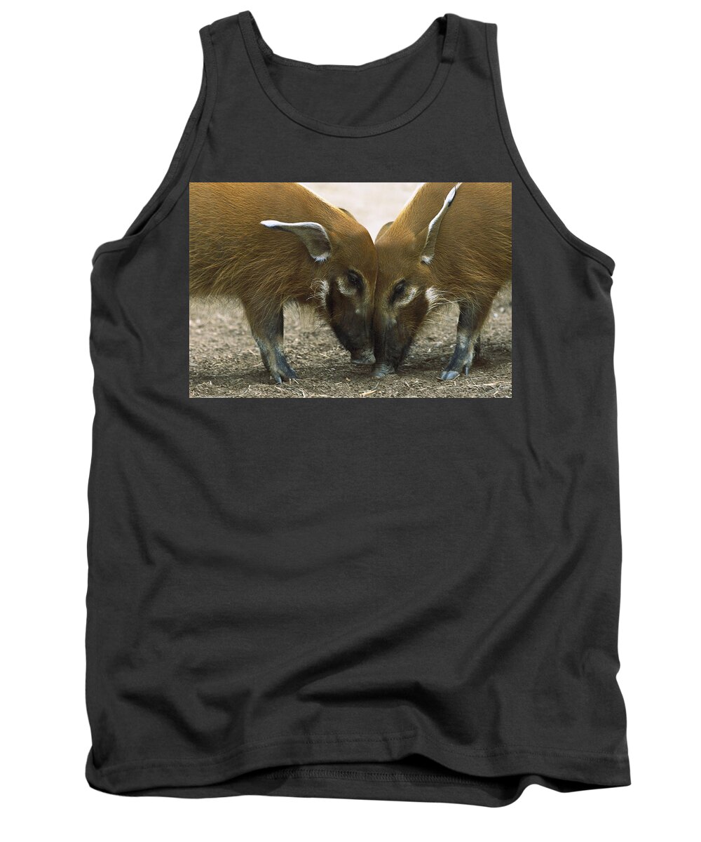 Mp Tank Top featuring the photograph Red River Hog Potamochoerus Porcus Pair #1 by San Diego Zoo