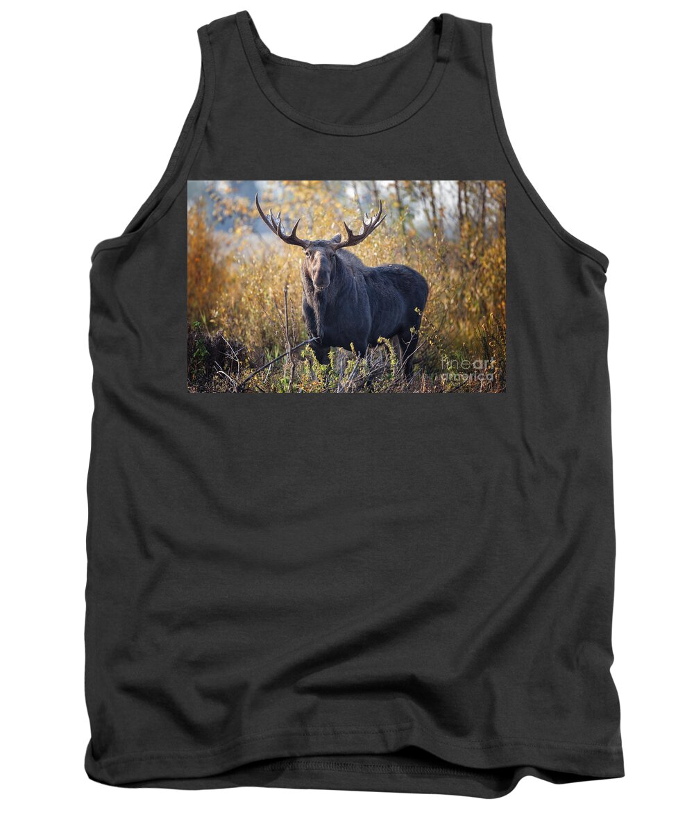 2012 Tank Top featuring the photograph Bull Moose by Ronald Lutz