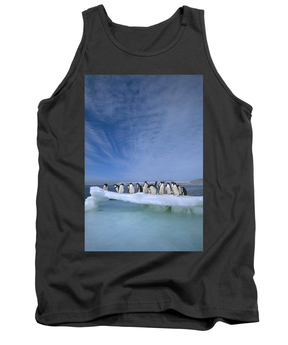 Mp Tank Top featuring the photograph Adelie Penguin Pygoscelis Adeliae Group #3 by Tui De Roy