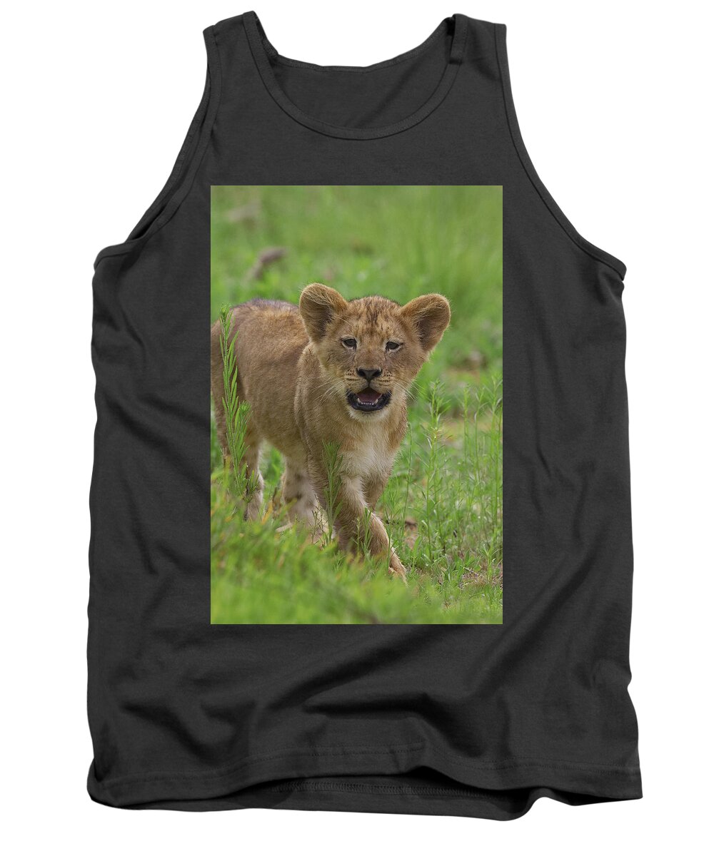 Mp Tank Top featuring the photograph African Lion Panthera Leo Cub Calling by Zssd