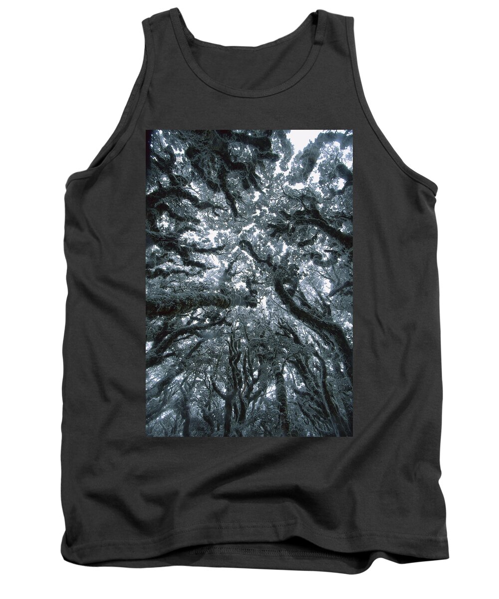 Hhh Tank Top featuring the photograph Autumn Snow On Beech Trees, Routeburn by Colin Monteath