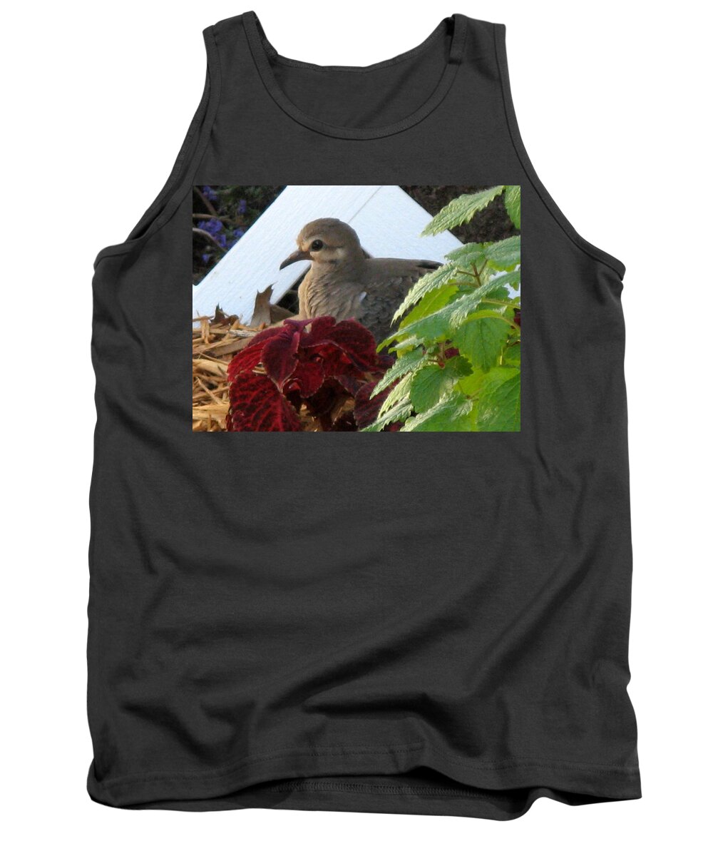 Mourning Dove Tank Top featuring the photograph Baby Dove by Kimberly Mackowski