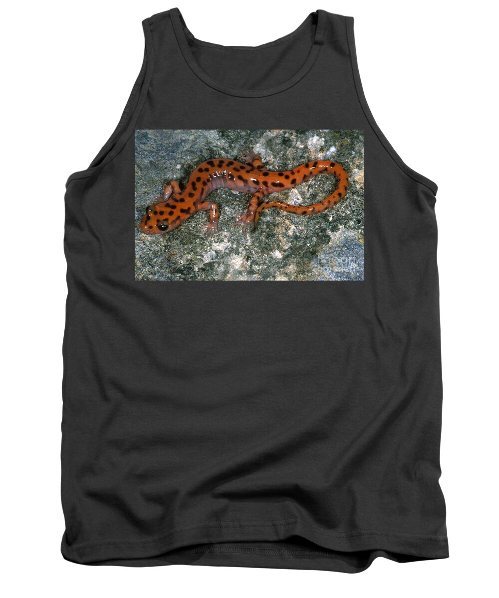 Cave Salamander Tank Top featuring the photograph Cave Salamander by Dante Fenolio