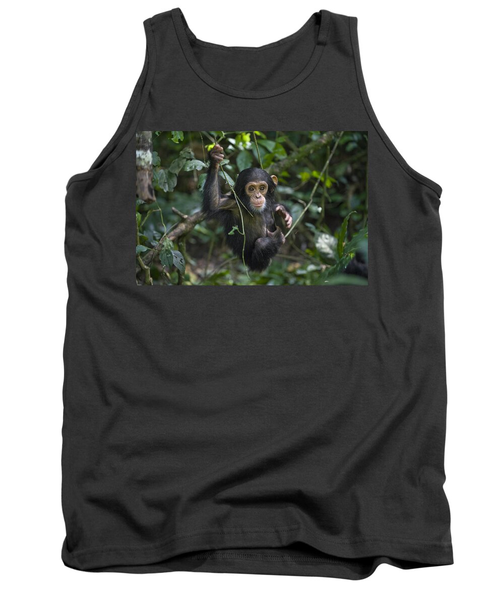 00438414 Tank Top featuring the photograph Chimpanzee Infant Playing In Tree by Suzi Eszterhas