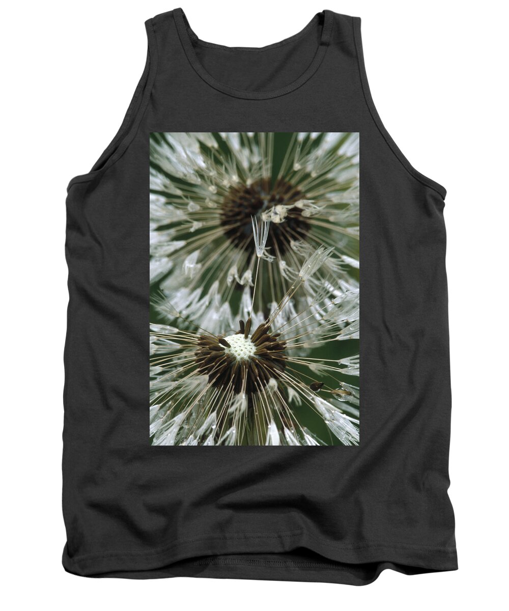 Mp Tank Top featuring the photograph Dandelion Taraxacum Officinale Seed by Gerry Ellis