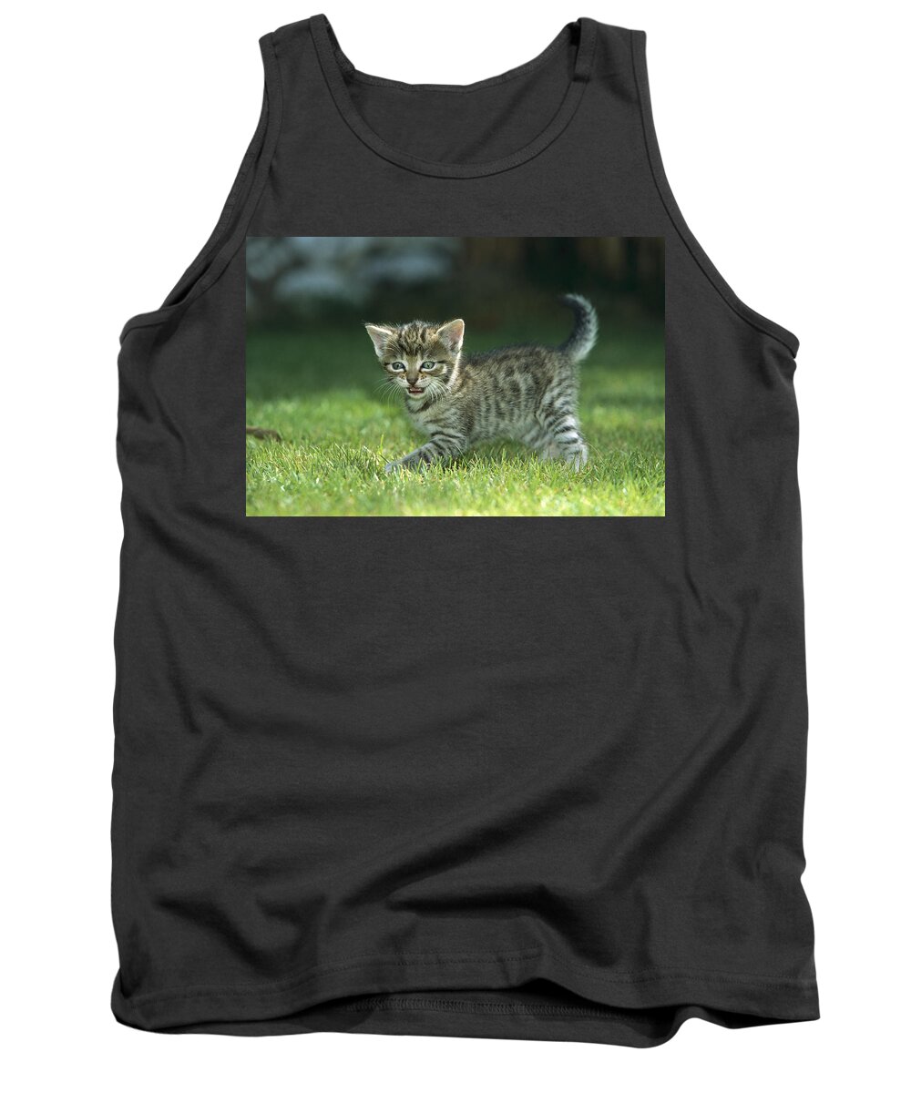 Mp Tank Top featuring the photograph Domestic Cat Felis Catus Kitten by Konrad Wothe