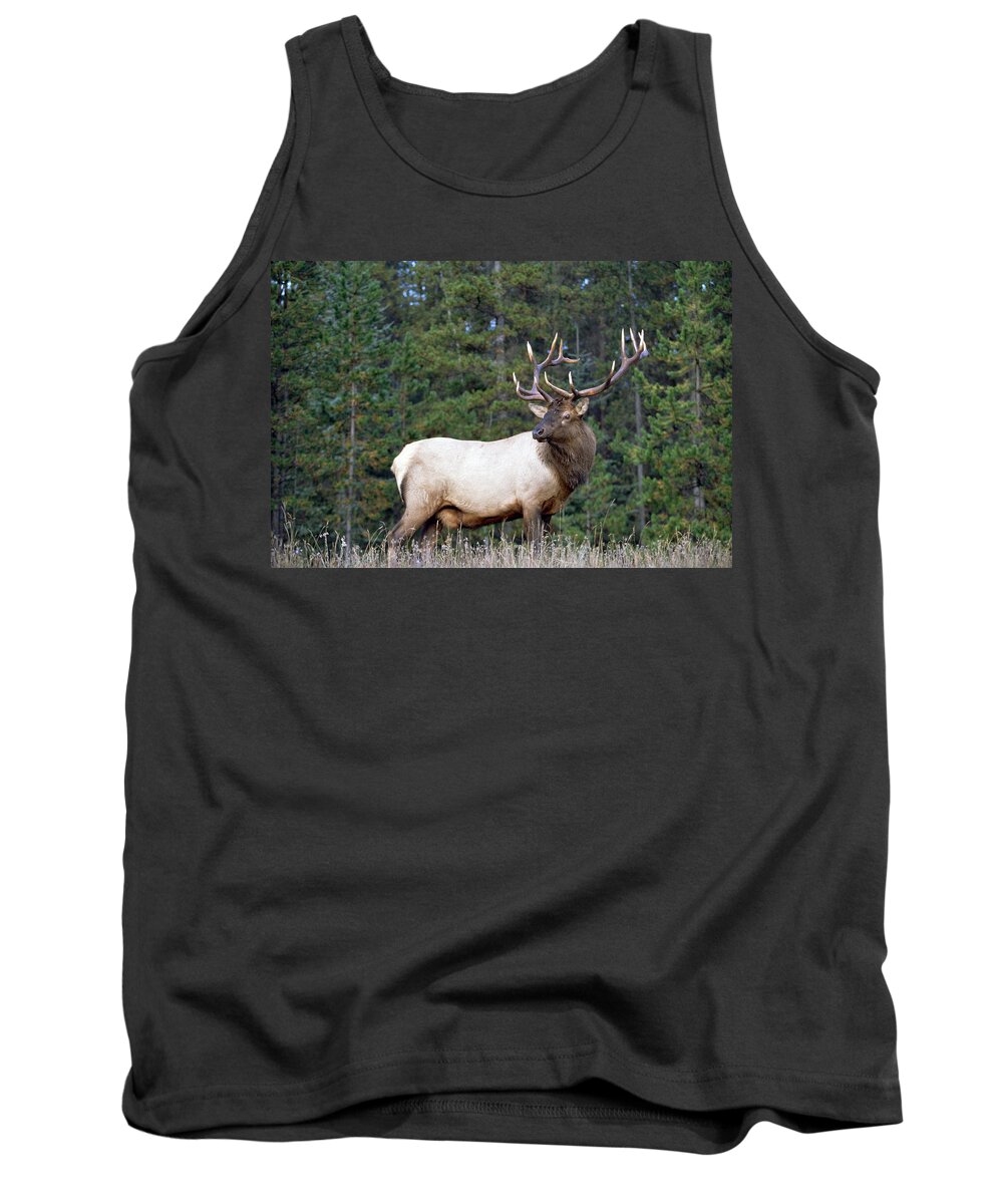 00172609 Tank Top featuring the photograph Elk Male Portrait North America by Tim Fitzharris