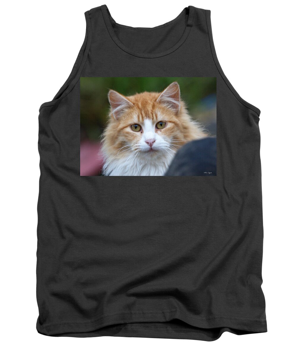 Cat Tank Top featuring the photograph Fluffy Orange by Chriss Pagani