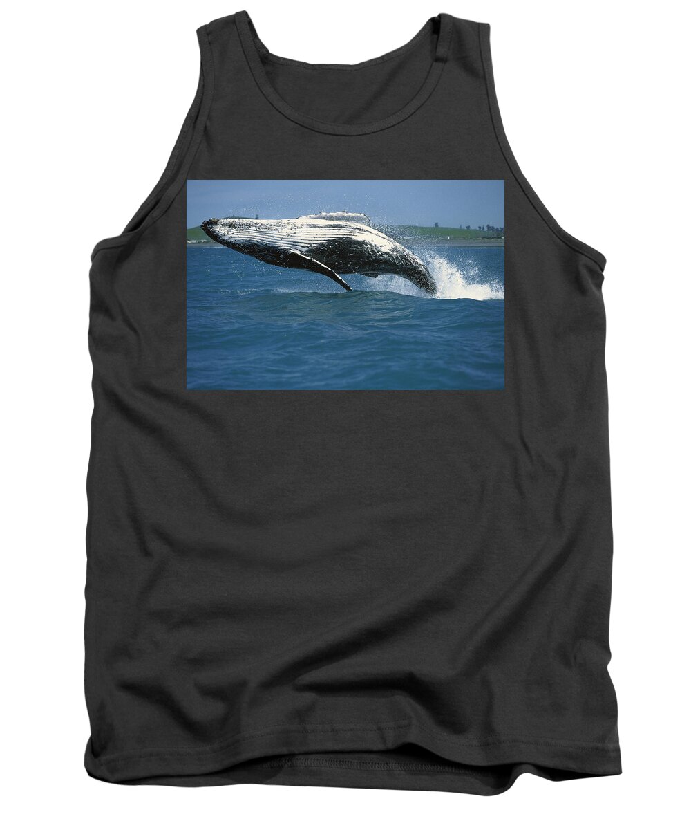 Hhh Tank Top featuring the photograph Humpback Whale Megaptera Novaeangliae by Barbara Todd