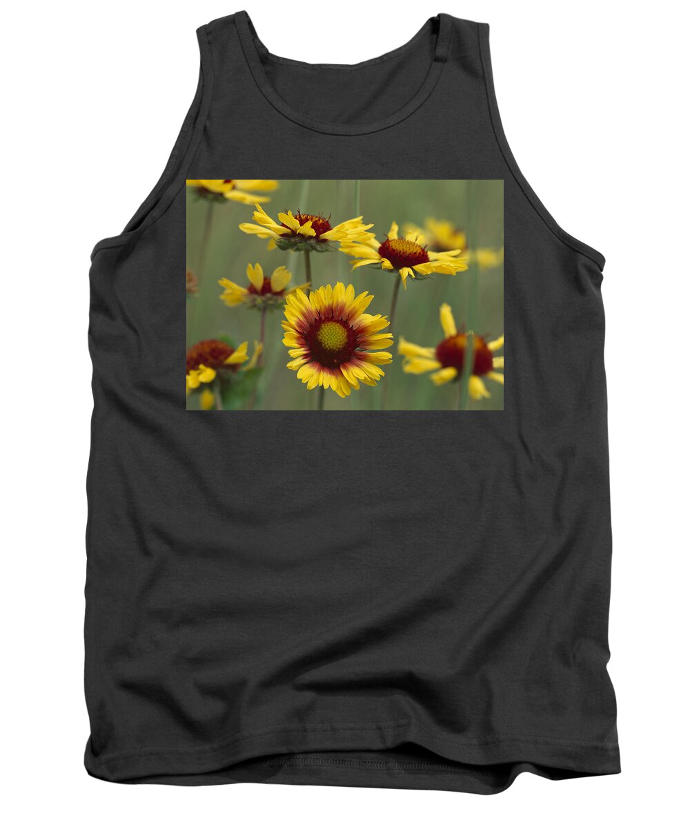 00173562 Tank Top featuring the photograph Indian Blanket Flowers North America by Tim Fitzharris