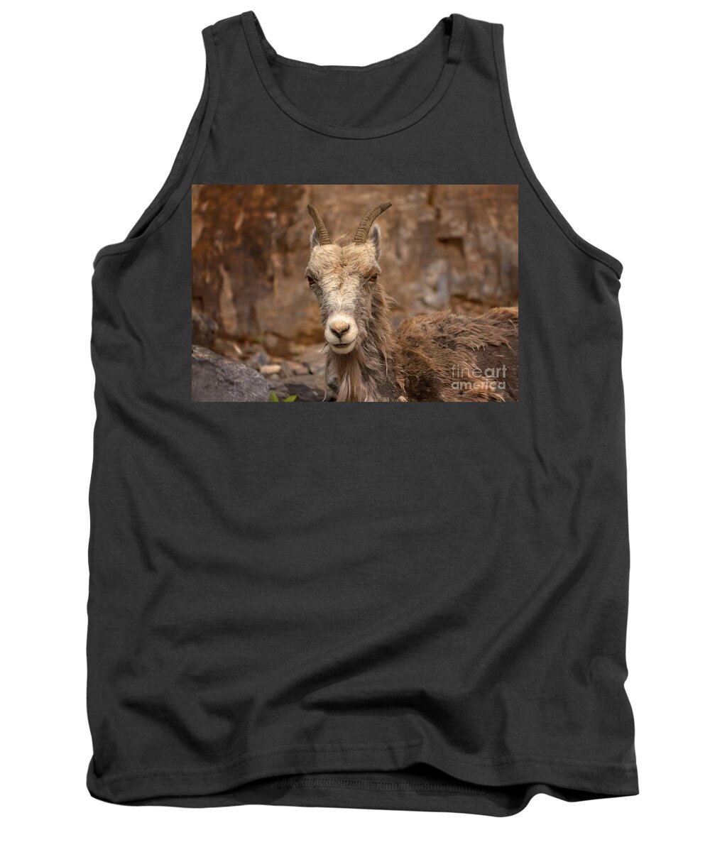 Ewe Tank Top featuring the photograph Lady Ewe by James Anderson