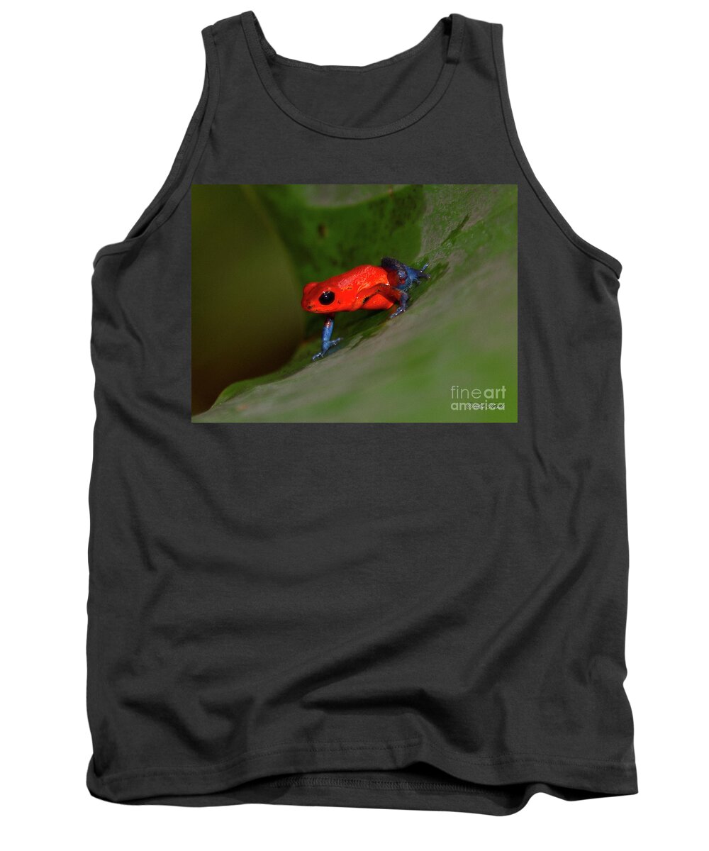 Costa Rica Tank Top featuring the photograph Lil' Bitty Frog by Sue Karski