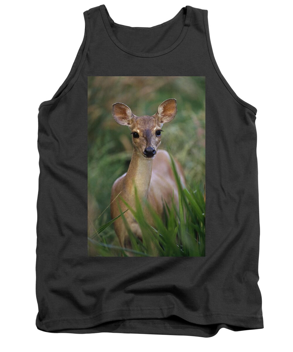 Mp Tank Top featuring the photograph Marsh Deer Blastocerus Dichotomus by Claus Meyer