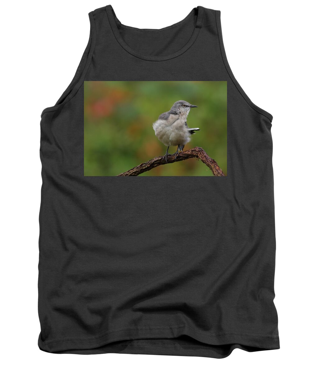 Mocking Bird Tank Top featuring the photograph Mocking Bird Perched In The Wind by Daniel Reed