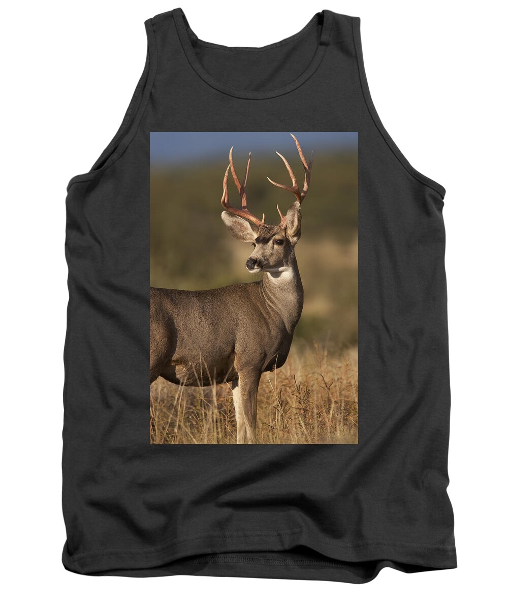 00176099 Tank Top featuring the photograph Mule Deer Male In Dry Grass North by Tim Fitzharris