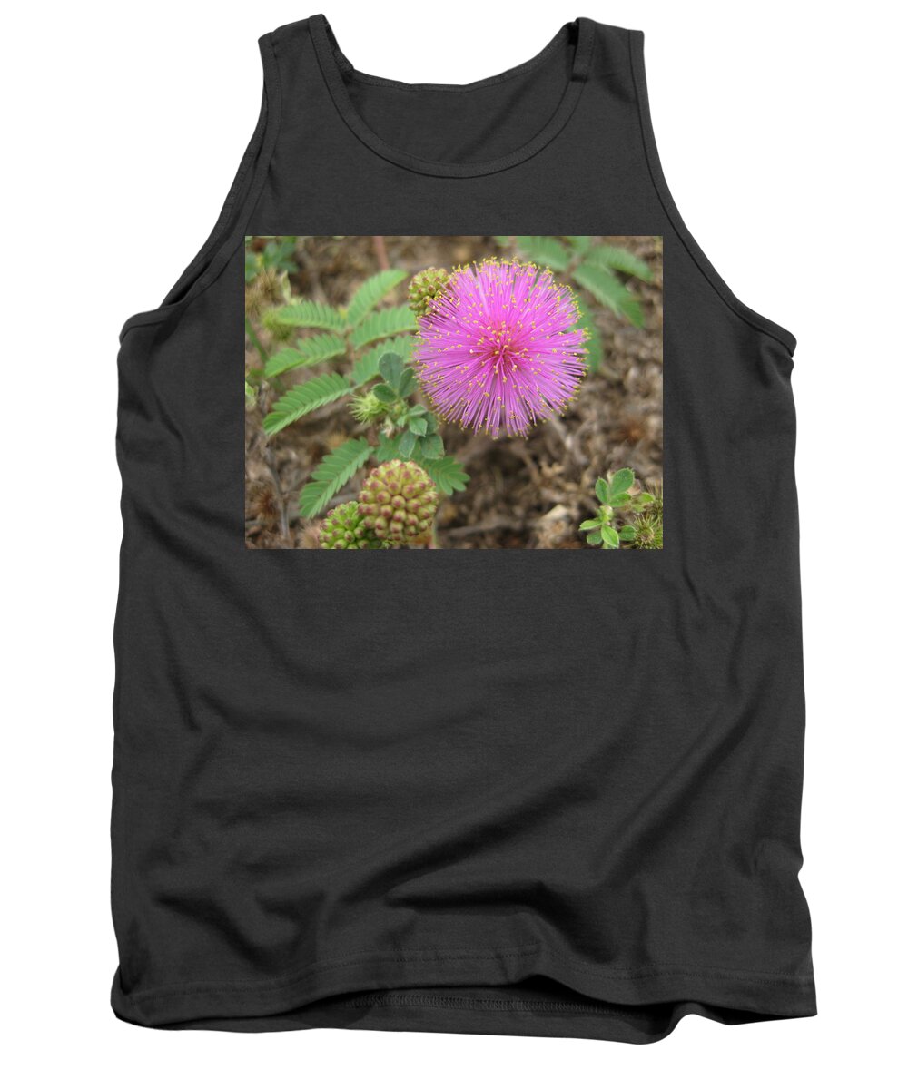 Mimosa Flower Wildflower Texas Pink Spherical Sensitive Plant Tank Top featuring the photograph Pink Fuzzball by Cindy Clements