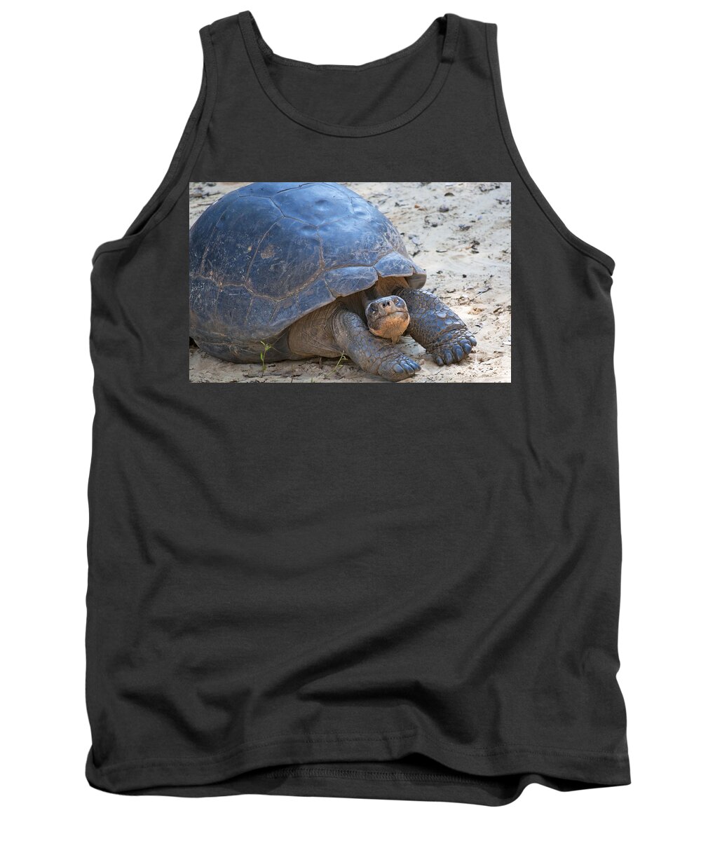 Wildlife Tank Top featuring the photograph Posing Tortoise by Kenneth Albin
