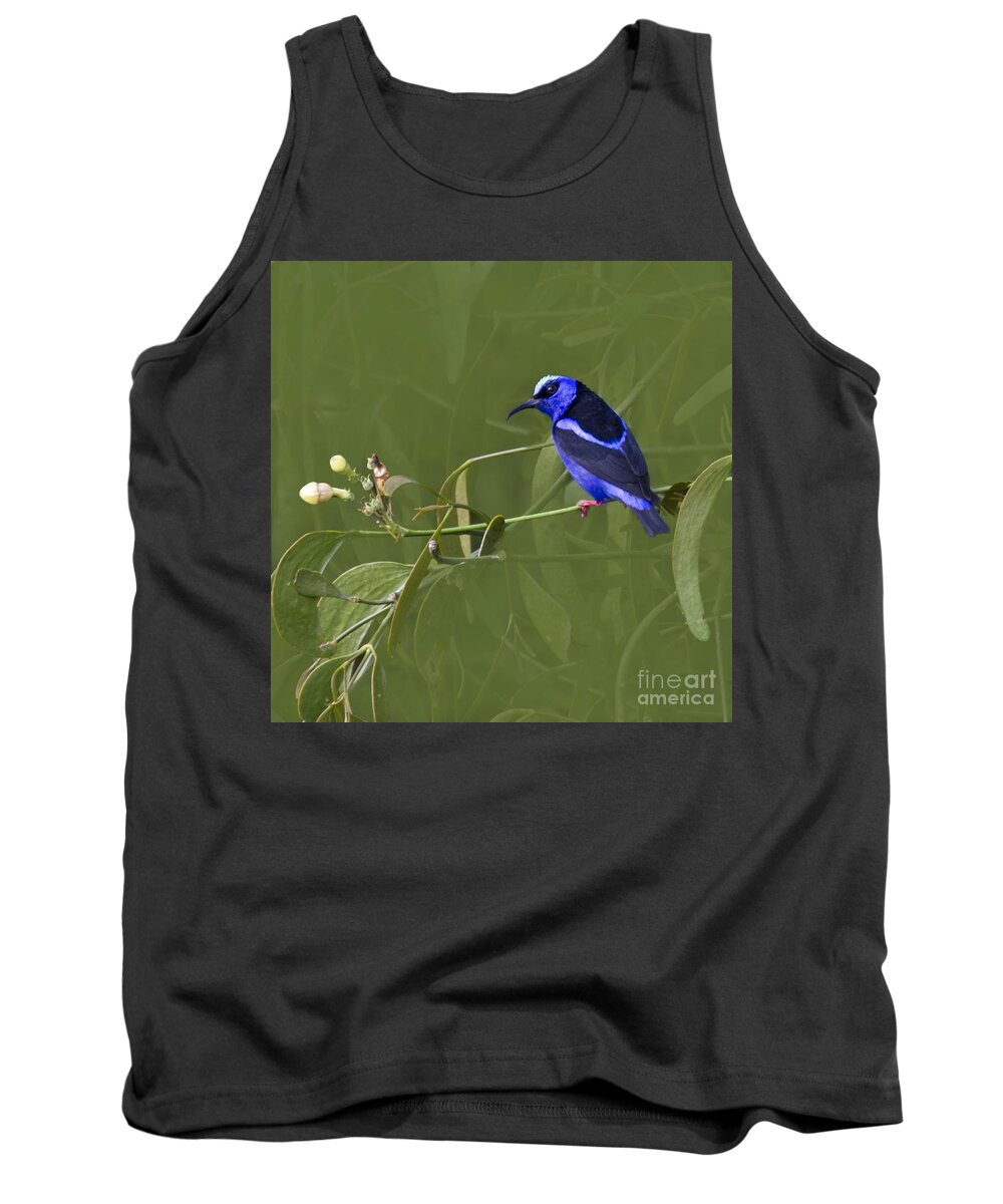 Red_legged_honeycreeper Tank Top featuring the photograph Red-legged Honeycreeper - Cyanerpes cyaneus by Heiko Koehrer-Wagner