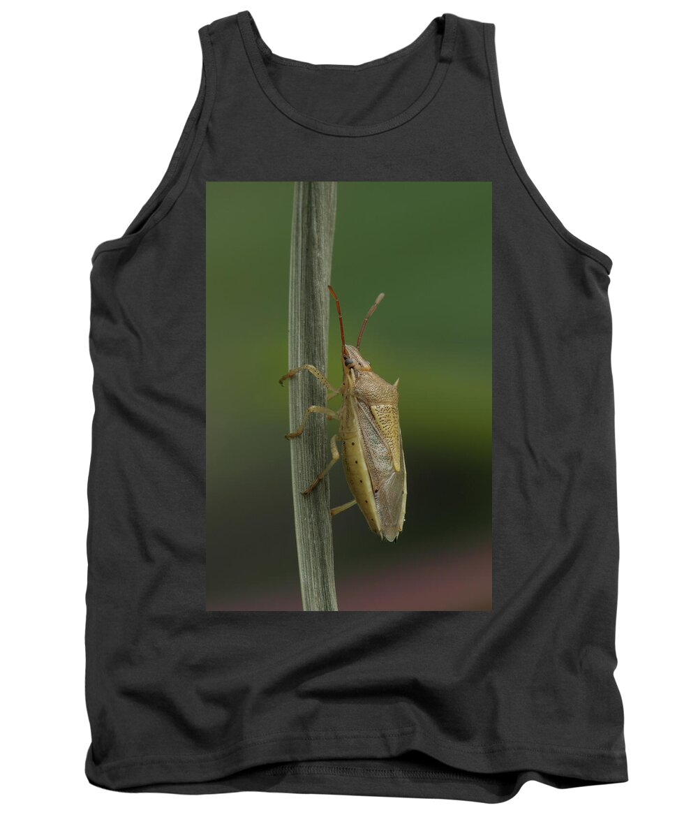 Oebalus Pugnax Tank Top featuring the photograph Rice Stink Bug by Daniel Reed