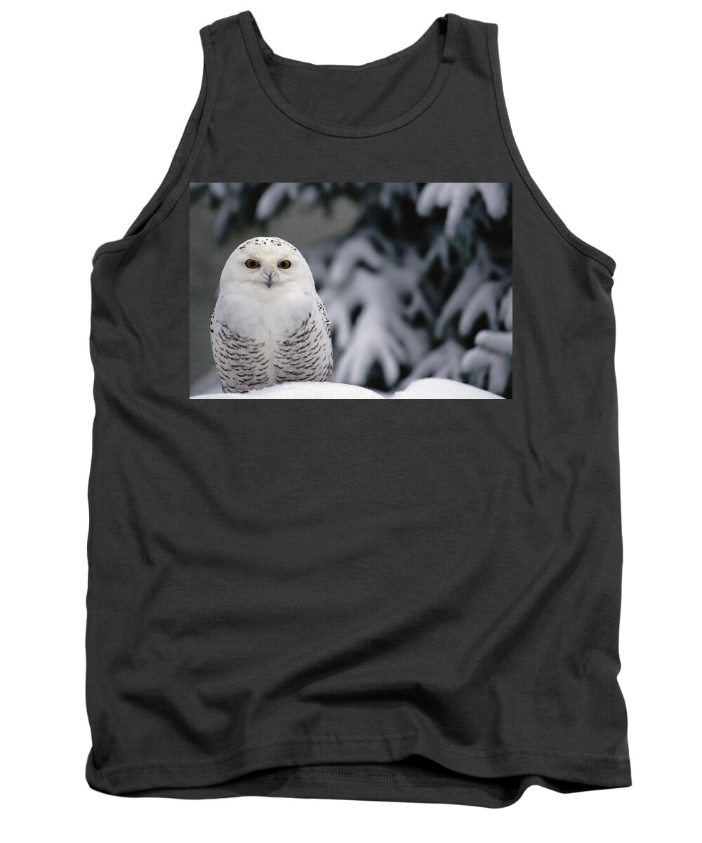 Mp Tank Top featuring the photograph Snowy Owl Nyctea Scandiaca Camouflaged by Gerry Ellis