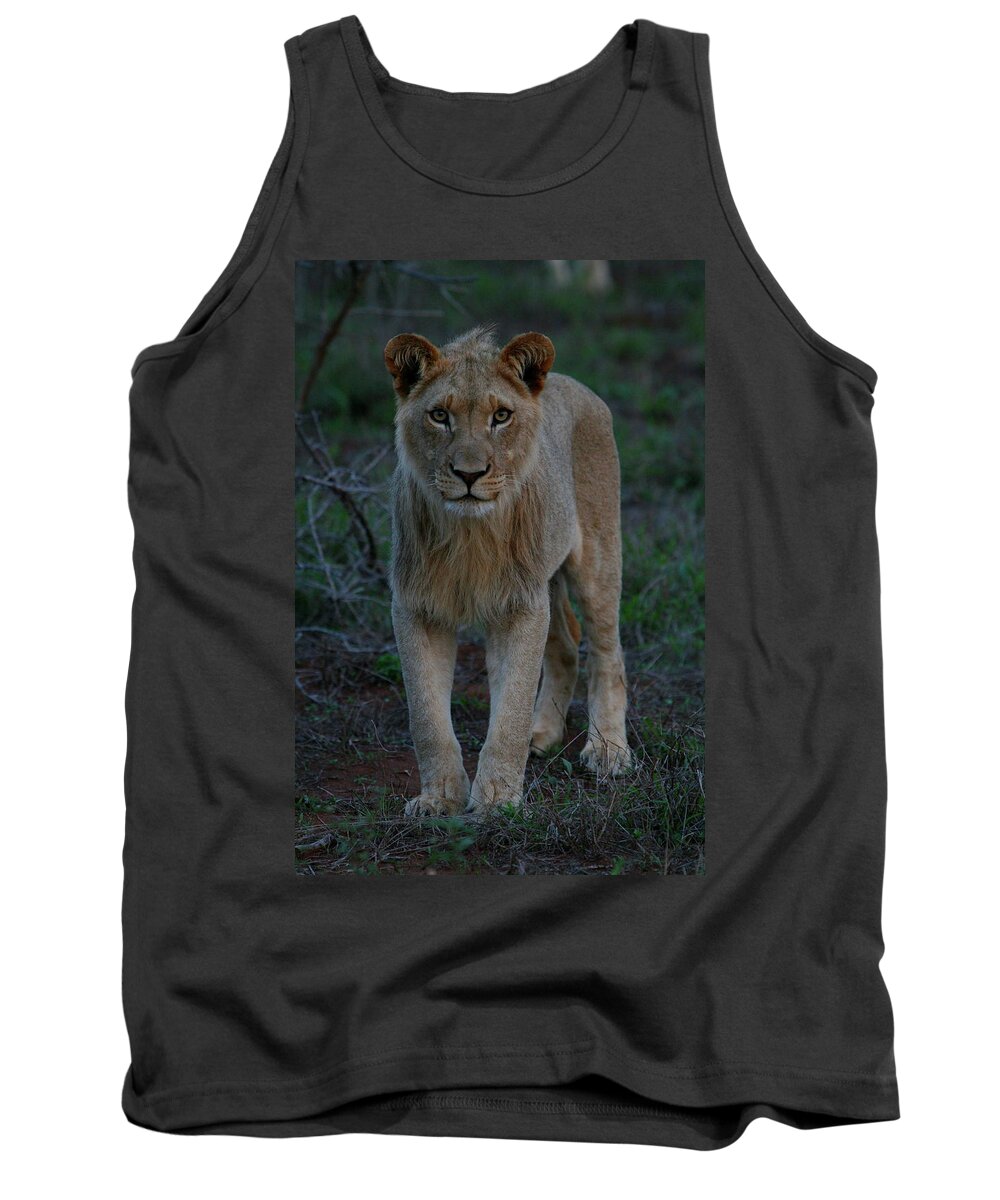 Lion Tank Top featuring the photograph The Stare - Young Lion by Bruce J Robinson