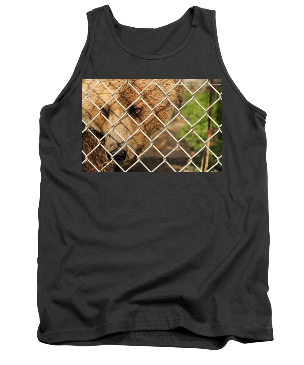 Bear Tank Top featuring the photograph Caged Bear #1 by Travis Rogers
