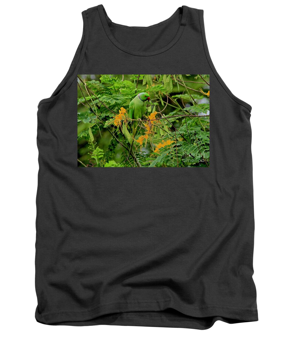 Indian Green Parrot Tank Top featuring the photograph Feeding #1 by Craig Wood