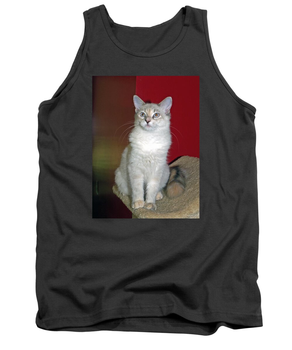 Cat Tank Top featuring the photograph Fluffy #1 by Bob Johnson