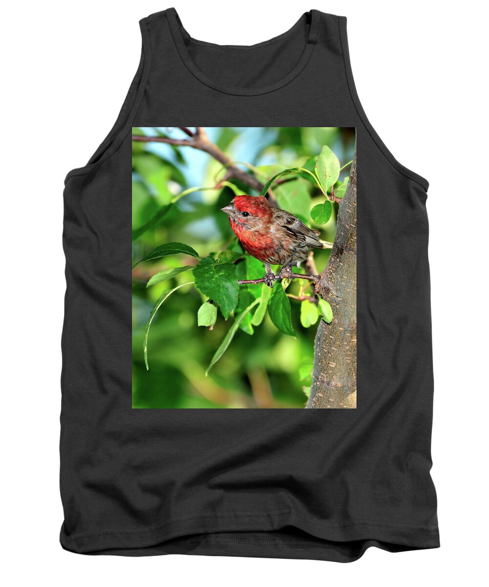 Finch Tank Top featuring the photograph Inquisitive #1 by Betty LaRue