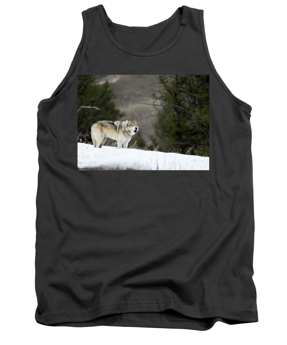Wolf Tank Top featuring the photograph Mr. Brown #1 by Deby Dixon