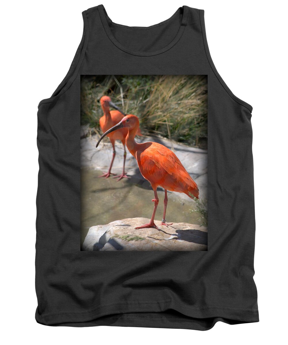 Bird Tank Top featuring the photograph Scarlet Ibis Eudocimus ruber #1 by Nathan Abbott