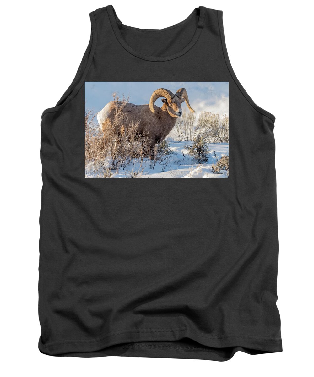 Big-horned Sheep Tank Top featuring the photograph The Christmas Gift #1 by Yeates Photography