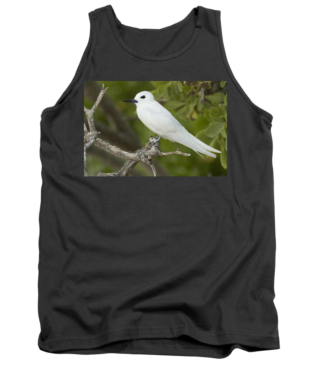 00429704 Tank Top featuring the photograph White Tern Midway Atoll Hawaiian #1 by Sebastian Kennerknecht