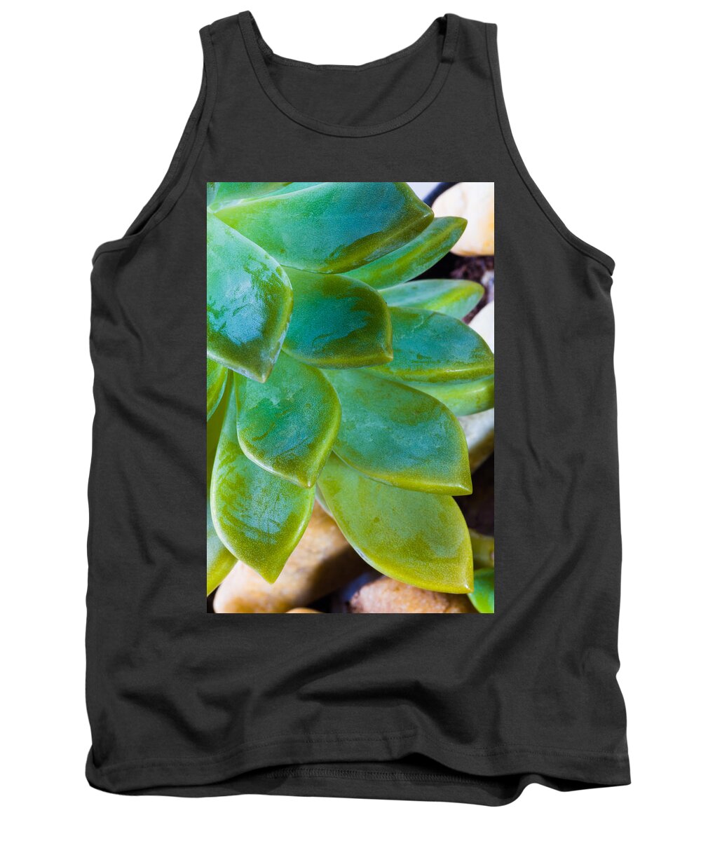 Beautiful Tank Top featuring the photograph Blue Pearl Plant by Raul Rodriguez