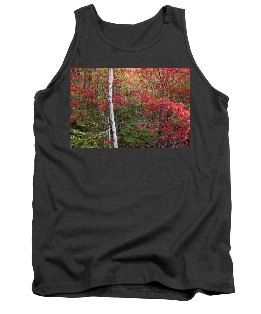 Acadia Tank Top featuring the photograph Acadia Fall Colors by Paul Schultz